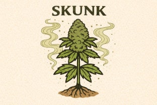 9 vertrauenswürde Breeder 2025