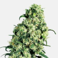 Skunk #1 – die klassische Sorte von Sensi Seeds