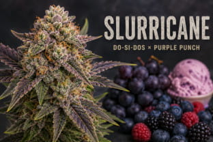 Slurricane - Genética, efectos, aroma & cultivo