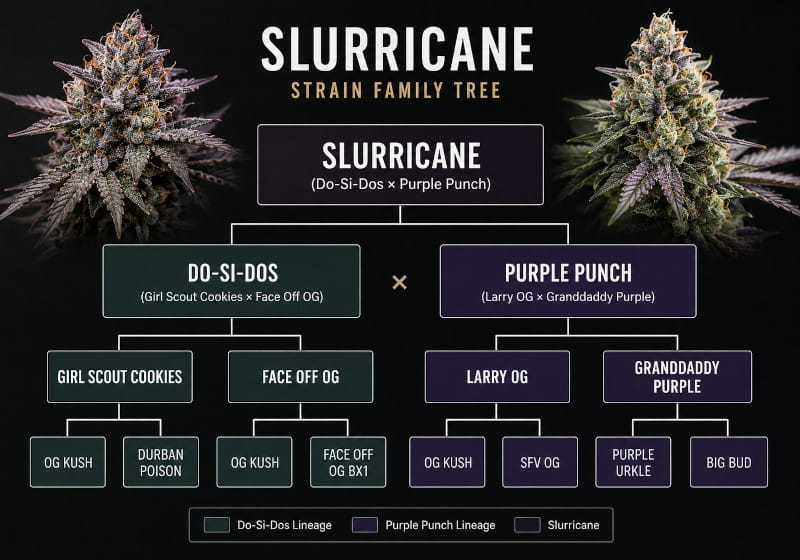 Arbre généalogique de Slurricane – Do-Si-Dos × Purple Punch
