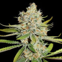 Sour Lemon Haze - Cannabelle Seeds - an amazing sour Lemon Haze