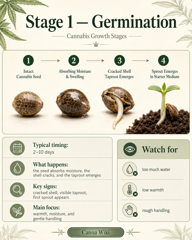stage 1 - germination of cannabis seeds