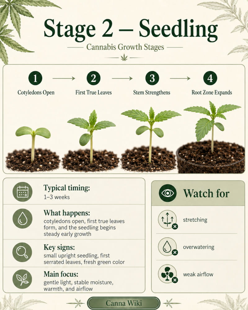 stage 2 - seedlings of cannabis - cannapot wiki