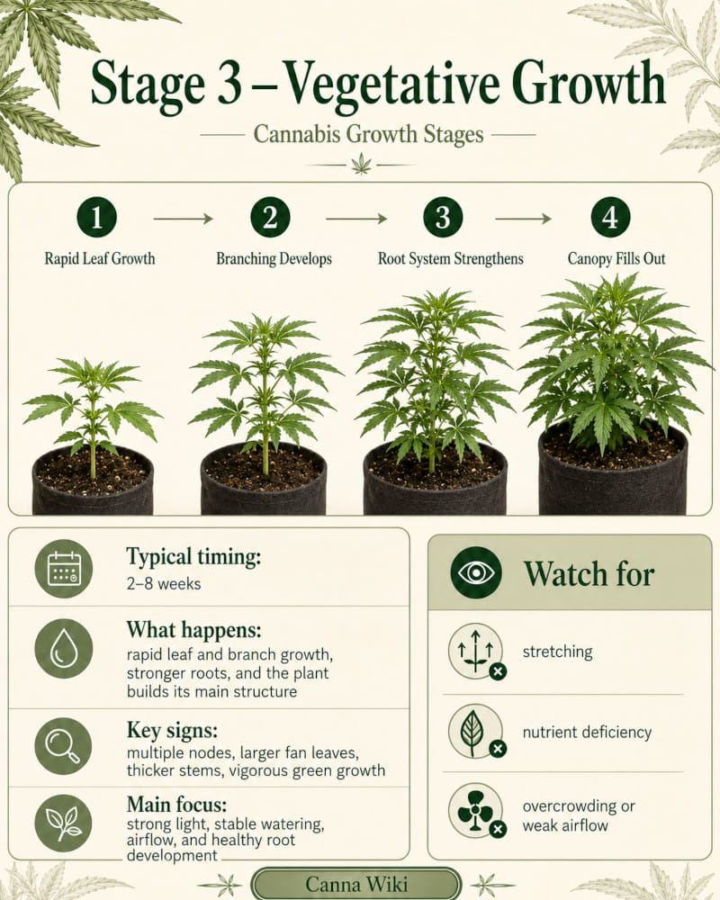 stage 3 - the vegetative growth