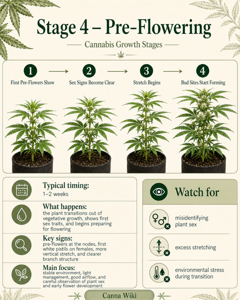 stage 4 - cannabis - pre flowering of the plants