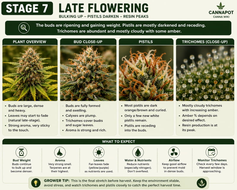 Stage 7 - late flowering of cannabis - nearly finished for harvest