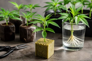Cómo cortar y enraizar esquejes de cannabis