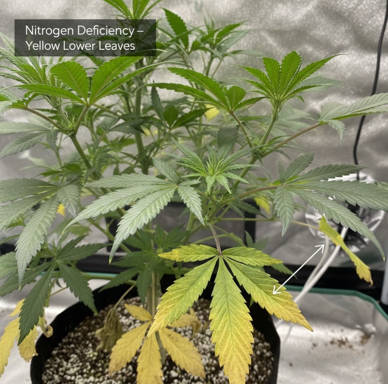 Deficiencia de nitrógeno: fácil de detectar en las plantas de cáñamo