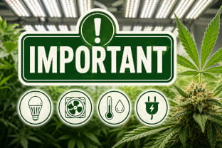 Calculadora eléctrica para cannabis indoor