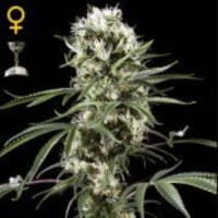 Super Lemon Haze - Greenhouse Seeds