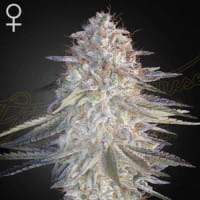 Super Lemon Haze x Pink Candy Seeds - Greenhouse - Canna Wiki