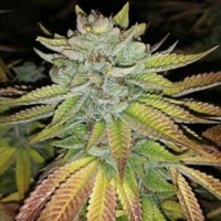 Tha Melon - la puissance du melon par Karma Genetics