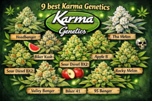 the 9 best cannabis strains by Karma Genetics