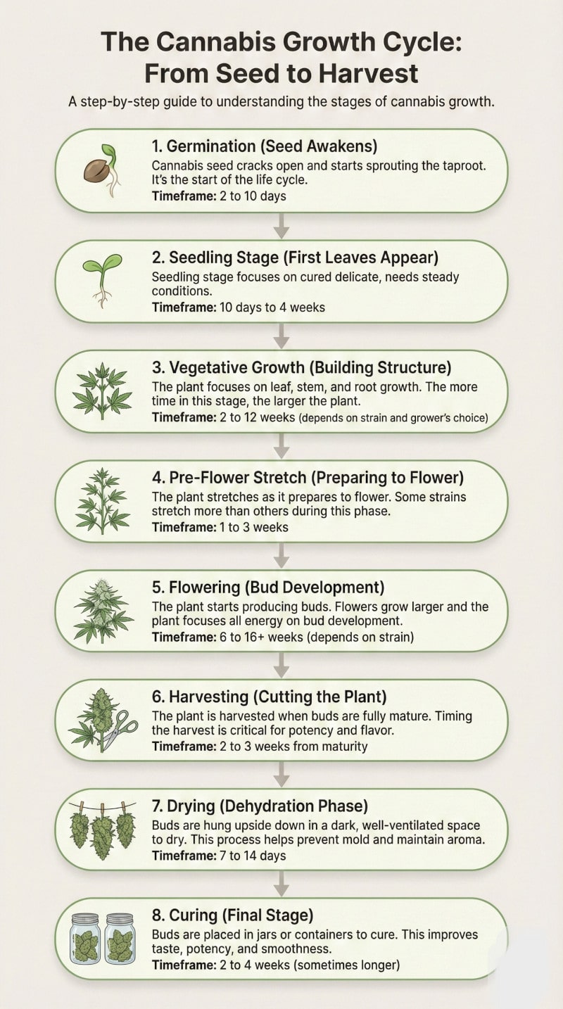 Von der Keimung der Samen bis zur Ernte von Cannabis