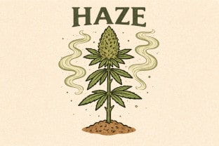 Serious Seeds – one of the best breeders – Canna Wiki