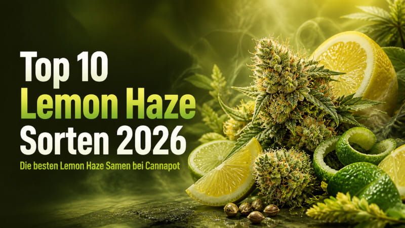 Die 10 besten Lemon-Haze-Sorten 2026: Die besten Lemon-Haze-Samen bei Cannapot