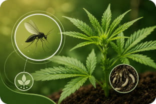 Mosquitos del suelo: cómo detectar y eliminar una plaga