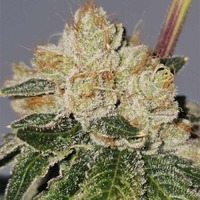 Valley Banger - Karma Genetics - un cannabis haut de gamme - Canna Wiki