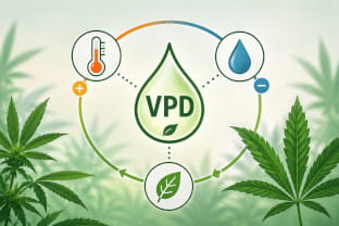 VPD en cannabis: calculadora & valores