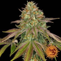 Wedding Cake – Barneys Top-Sorte 2026 – Canna Wiki