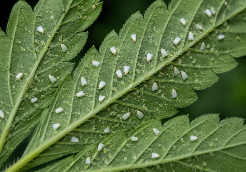Mosca blanca y aleuródidos en el envés de una hoja de cannabis