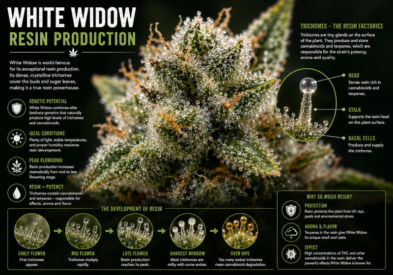 White Widow resin production - Canna Wiki