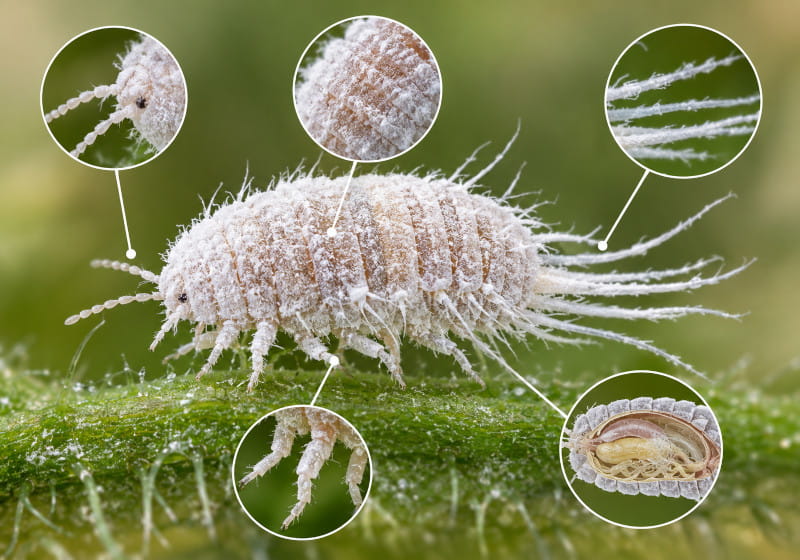 Illustration macro d’une cochenille farineuse montrant les segments du corps et les filaments cireux