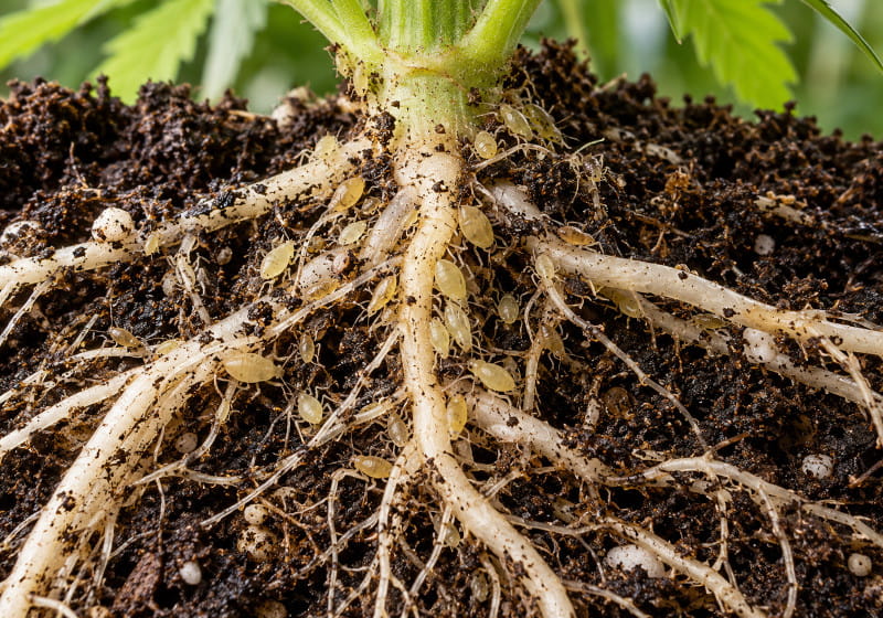 Pucerons des racines du chanvre : racines de cannabis infestées par de nombreux pucerons clairs dans un substrat terreux