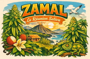Zamal - die legendäre Sativa von der Insel La Reunion