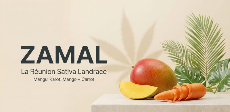 Zamal: La Reunions Kult-Sativa – die tropische Landrasse erklärt