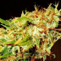 Zamaldelica: la famosa Mango Carot Zamal de La Reunión