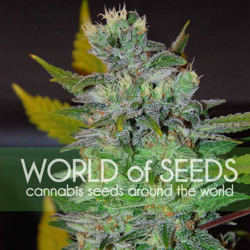 Space [World of Seeds] | € 17,60