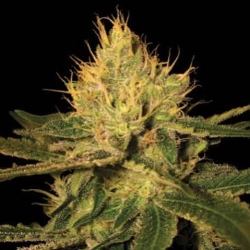 (Bild für) Cannalope Haze - zum Schließen ins Bild klicken