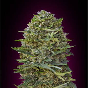 (Bild für) Caramel Kush fem - zum Schließen ins Bild klicken