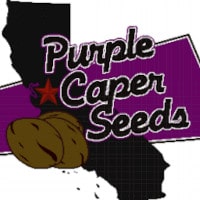 (image for) Purple Caper Seeds