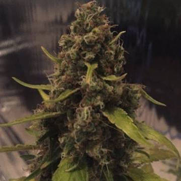 (Bild für) CBD 3D 5 reg - zum Schließen ins Bild klicken