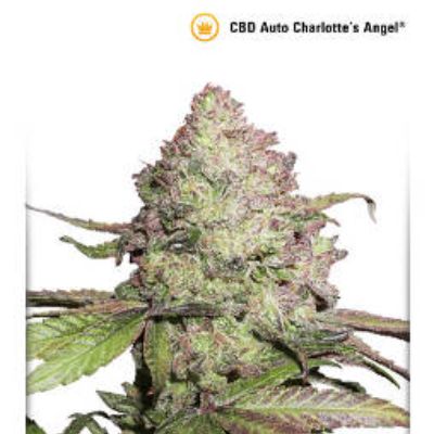 (Bild für) CBD Auto Charlottes Angel - zum Schließen ins Bild klicken