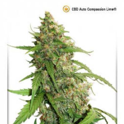 (Bild für) CBD Auto Compassion Lime - zum Schließen ins Bild klicken