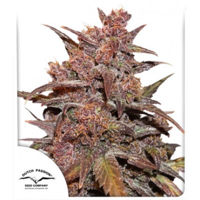 (Bild für) CBD Auto Blackberry Kush - zum Schließen ins Bild klicken