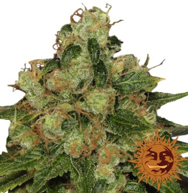 (Bild für) CBD Caramel regular - zum Schließen ins Bild klicken