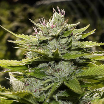 (Bild für) CBD God - zum Schließen ins Bild klicken