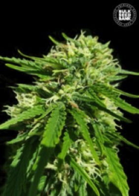 (Bild für) Good Wild Shark CBD female - zum Schließen ins Bild klicken