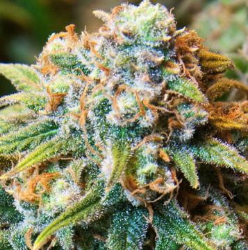 (Bild für) CBD Medi Kush 5 fem - zum Schließen ins Bild klicken