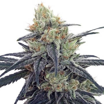 (Bild für) CBD #1 - zum Schließen ins Bild klicken