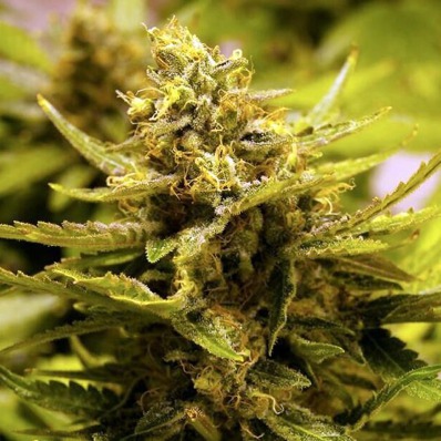 (Bild für) CBD OG - zum Schließen ins Bild klicken