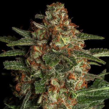 (Bild für) CBD Spliff Berry 5 fem - zum Schließen ins Bild klicken