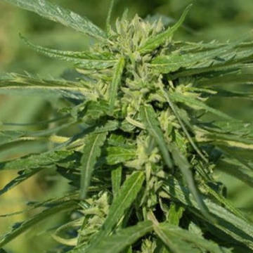 (Bild für) CBD Terra Italia female - zum Schließen ins Bild klicken