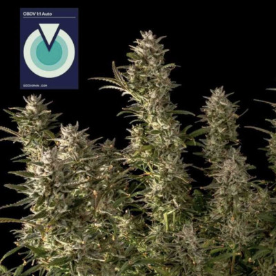 (Bild für) CBDV 1:1 Auto female - zum Schließen ins Bild klicken