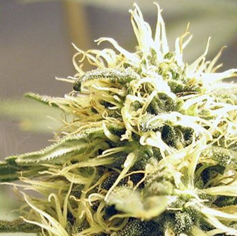 (Bild für) Ceres Kush - zum Schließen ins Bild klicken