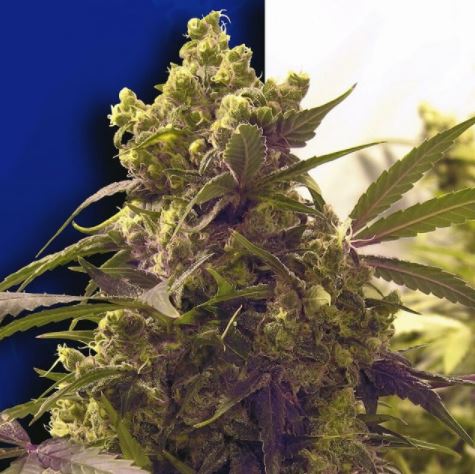 (Bild für) Ceres Purple fem - zum Schließen ins Bild klicken